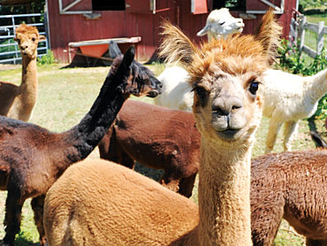 Farm Day at Smith's Alpaca Farm