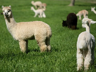 Farm Day at Smith's Alpaca Farm