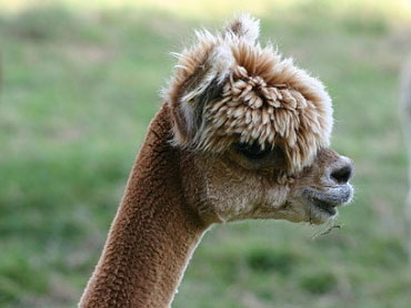 Farm Day at Smith's Alpaca Farm